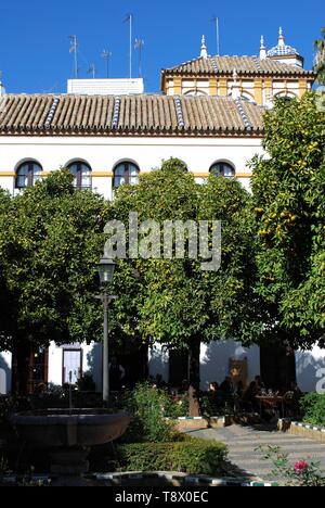 Seville orange trees in the Plaza Dona Elvira with tourists relaxing at a pavement cafe to the rear in the city centre, Seville, Spain. Stock Photo