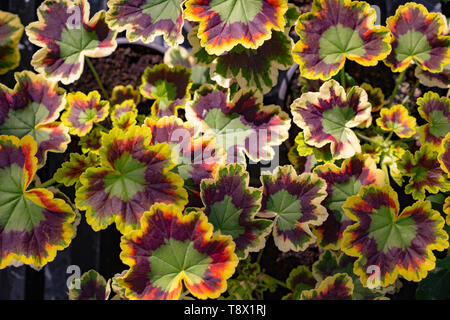 Pelargonium x zonale  'Mrs Pollock' Grandeur Deco series Stock Photo