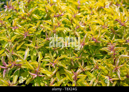 Origanum vulgare 'Aureum' Stock Photo