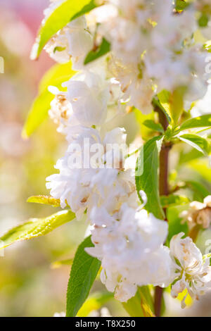 Prunus glandulosa 'Alba Plena' Stock Photo