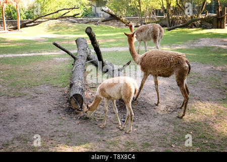 Cute lamas in zoological garden Stock Photo