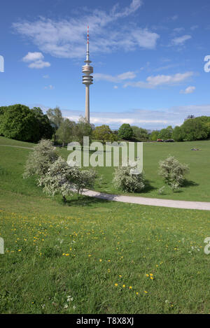spring in green Olympia park with Olympia tower, Munich, Germany Stock Photo
