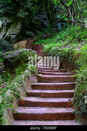 Path leading to the Lone Creek Falls, dramatic waterfalls in forested area in the Blyde River Canyon, Panorama Route, Sabie, Mpumalanga, South Africa.