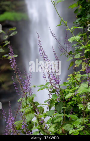 Purple flowers at the Lone Creek Falls, dramatic waterfalls in the Blyde River Canyon, Panorama Route near Graskop and Sabie, Mpumalanga South Africa. Stock Photo