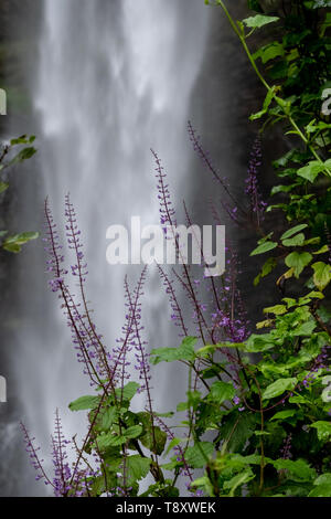 Purple flowers at the Lone Creek Falls, dramatic waterfalls in the Blyde River Canyon, Panorama Route near Graskop and Sabie, Mpumalanga South Africa. Stock Photo