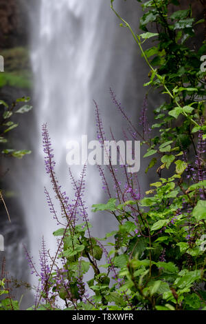 Purple flowers at the Lone Creek Falls, dramatic waterfalls in the Blyde River Canyon, Panorama Route near Graskop and Sabie, Mpumalanga South Africa. Stock Photo