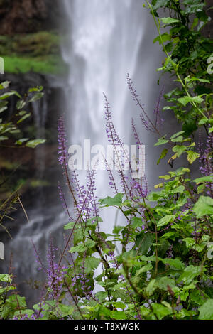 Purple flowers at the Lone Creek Falls, dramatic waterfalls in the Blyde River Canyon, Panorama Route near Graskop and Sabie, Mpumalanga South Africa. Stock Photo