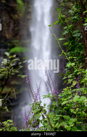 Purple flowers at the Lone Creek Falls, dramatic waterfalls in the Blyde River Canyon, Panorama Route near Graskop and Sabie, Mpumalanga South Africa. Stock Photo