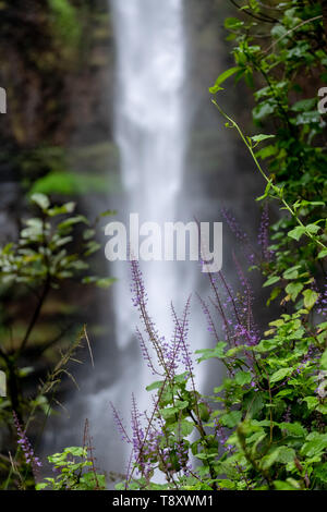 Purple flowers at the Lone Creek Falls, dramatic waterfalls in the Blyde River Canyon, Panorama Route near Graskop and Sabie, Mpumalanga South Africa. Stock Photo