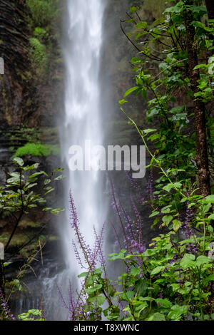 Purple flowers at the Lone Creek Falls, dramatic waterfalls in the Blyde River Canyon, Panorama Route near Graskop and Sabie, Mpumalanga South Africa. Stock Photo