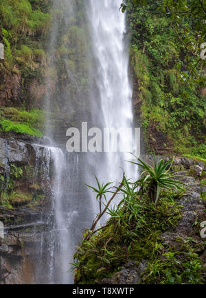 Lone Creek Falls, dramatic waterfalls in forested area in the Blyde River Canyon, Panorama Route between Graskop and Sabie, Mpumalanga, South Africa. Stock Photo