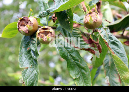Fruits of the Common Medlar, Mespilus germanica, growing on a tree Stock Photo
