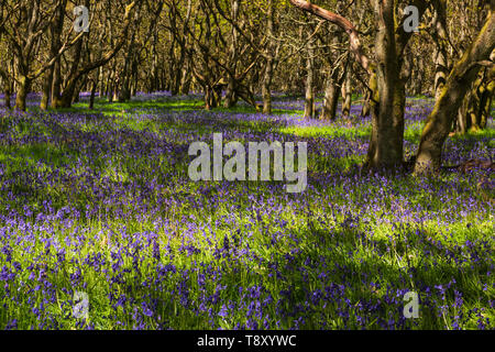 Ruthven Bluebell wood on the bank of the River Isla, Angus, Scotland.