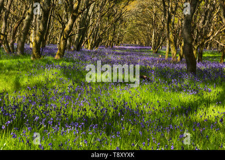 Ruthven Bluebell wood on the bank of the River Isla, Angus, Scotland. Stock Photo