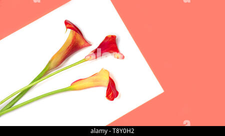 Beautiful red flowers calla lily on trendy coral color year on white background, isolated. Stock Photo