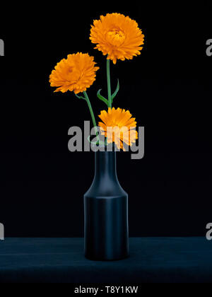 Bright orange marigold flowers, Calendula officinalis, against deep blue background. Edible medicinal herb. Still life in dark vase.