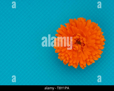 Marigold flower, Calendula officinalis, on bright turquoise cullinary background. Edible medicinal herb.