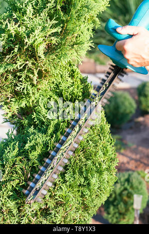 Pruning Plants Close Up. Professional Gardener Pruning conifers,lifestyle Stock Photo