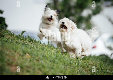 Two small white maltese running outside and playing around Stock Photo