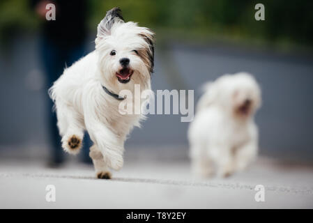 Two small white maltese running outside and playing around Stock Photo