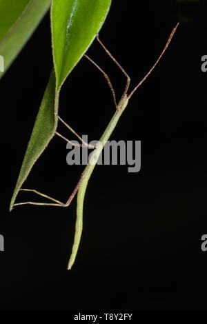 Green Stick Insect (Phasmidae sp.) in the rainforest of Hainan Island, China Stock Photo