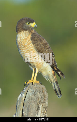Roadside Hawk (Rupornis magnirostris)  on a fence-post in The Pantanal, Brazil Stock Photo
