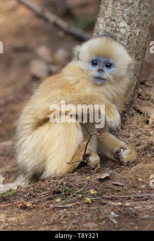 Baby Golden Snub-nosed Monkey (Rhinopithecus roxellana) searching for food in the mountains of Foping Nature Reserve, China. Stock Photo