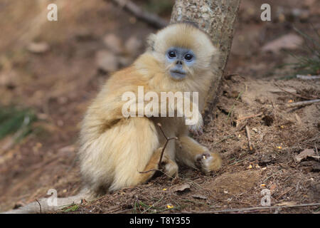 Baby Golden Snub-nosed Monkey (Rhinopithecus roxellana) searching for food in the mountains of Foping Nature Reserve, China. Stock Photo