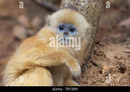 Baby Golden Snub-nosed Monkey (Rhinopithecus roxellana) searching for food in the mountains of Foping Nature Reserve, China. Stock Photo