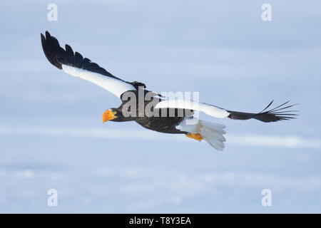 Steller's Sea Eagle (Haliaeetus pelagicus) flying over the frozen Lake Furen, Hokkaido Island, Japan. Stock Photo