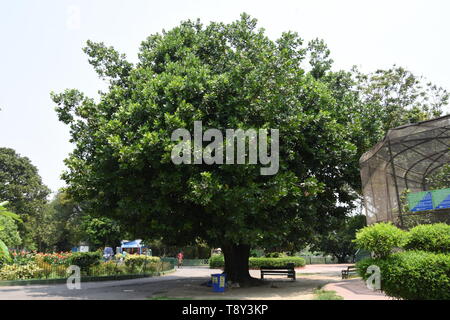 Calophyllum inophyllum or Alexandrian Laurel at the Alipore Zoological Garden in Kolkata, India. Stock Photo