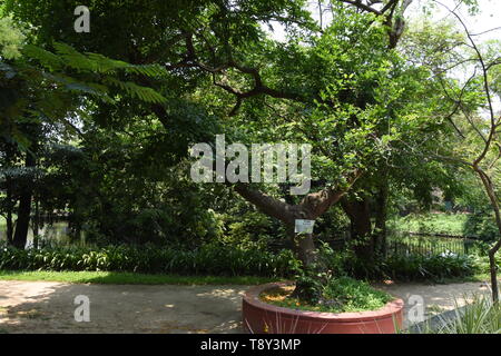 Millettia pinnata or Pongam Oiltree at the Alipore Zoological Garden in Kolkata, India.