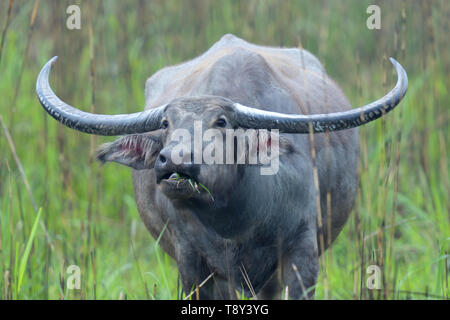 Wild Water Buffalo (Bubalus arnee) with huge horns in Kaziranga National Park, India Stock Photo