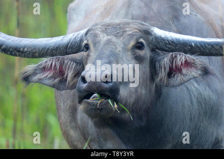 Wild Water Buffalo (Bubalus arnee) with huge horns in Kaziranga National Park, India Stock Photo