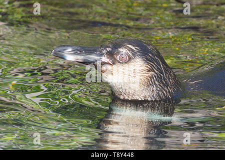 Galapagos Penguin (Spheniscus mendiculus) swimming off Isabella Island in the Galapagos Islands Stock Photo