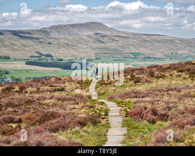 A lone walker on a stone path, heading to Chapel-le-Dale and Whernside in the Yorkshire Dales in the UK Stock Photo