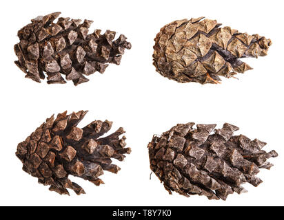 Dry pine cone isolated on white. Set Stock Photo