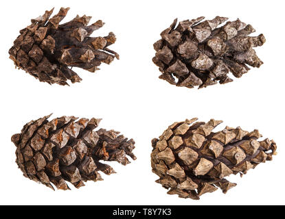 Dry pine cone isolated on white. Set Stock Photo