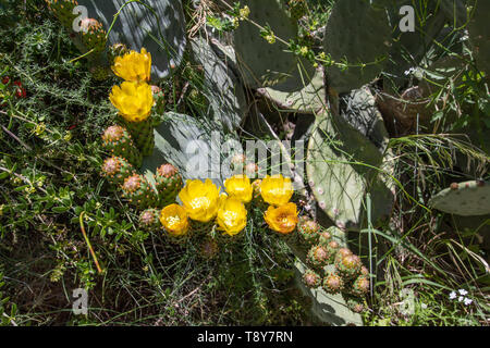 Sabra cactus buds and flowers against a blurry background of prickly thickets closeup Stock Photo