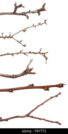 branch of a pear tree without leaves. Isolated on white. Set Stock Photo