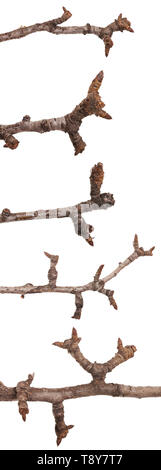 branch of a pear tree without leaves. Isolated on white. Set Stock Photo
