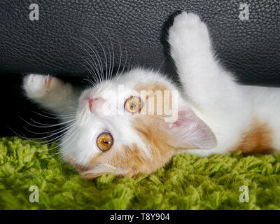 Cute ginger white bicolor cat kitten, 12 weeks old, lying on a carpet on its back and peeks from under the sofa with wonderful orange colored eyes Stock Photo