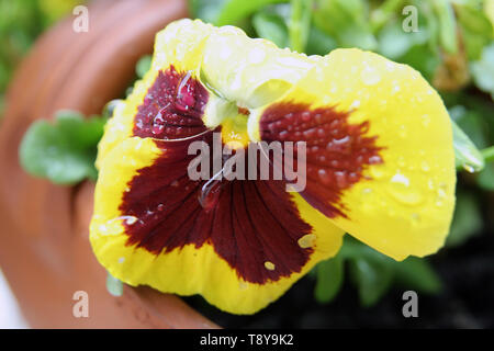 Viola tricolor flower. Home grown Viola tricolor. Flowers after rain. Raindrops on a flowers. Stock Photo