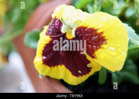 Viola tricolor flower. Home grown Viola tricolor. Flowers after rain. Raindrops on a flowers. Stock Photo