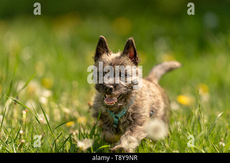 Cairn Terrier puppy 13 weeks old. Cute little dog runs over a meadow Stock Photo