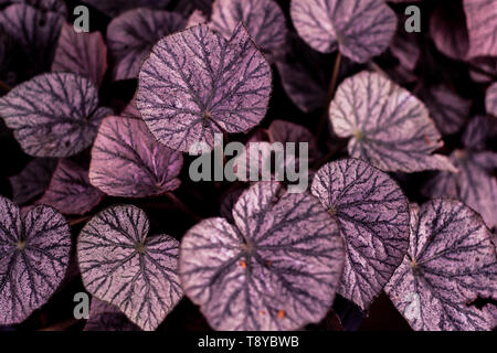 tropical leaf forest glow in the dark background heart shape fprm of love beautiful texture Stock Photo