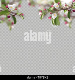 Set of realistic flowering branches, apple tree Stock Vector