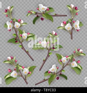 Set of realistic flowering branches, apple tree Stock Vector