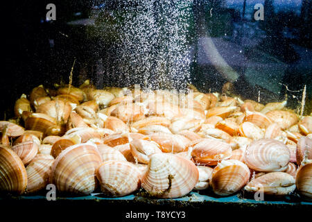 Live clams are in aquarium, tank at traditional seafood restaurant for sale, sea shells. Stock Photo