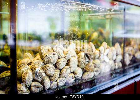 Live clams are in aquarium, tank at traditional seafood restaurant for sale, sea shells. Stock Photo